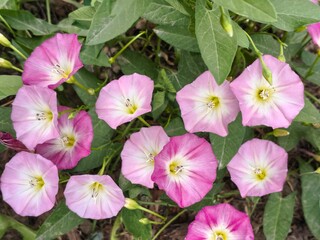 Bindweed flowers in full bloom, vibrant pink colors, natural garden background, copy space