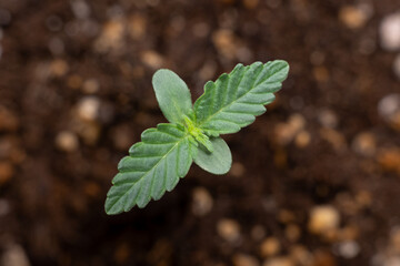 Young green seedling growing in nutrient-rich soil inside a pot. Indoor gardening concept with...