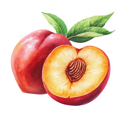 Juicy Fresh Ripe Nectarine, watercolor clipart vector, isolated on a white background.