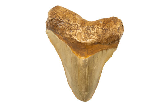 Close-up of a shark tooth fossil, isolated on white background