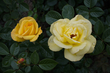 Two yellow floribunda roses