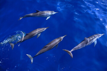 School of wild Spinner dolphins under water in the Atlantic ocean. Fernando de Noronha Island nature reserve. Pernambuco, Brazil. UNESCO World Heritage. © john copland