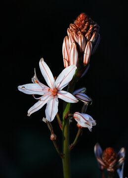 Portugal. Spring flowers. A beautiful example of an Asphodel in bloom. Asphodelus Aestivus or Asphodelus ramosus (botanical) Shallow selective focus.