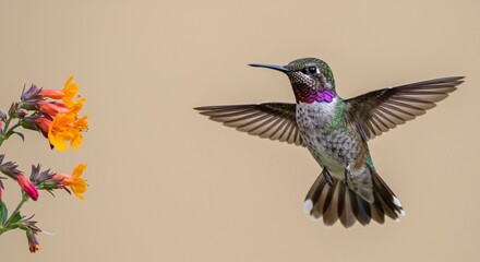 Obraz premium Hummingbird in Flight Near Orange Flowers Stunning Wildlife Photography