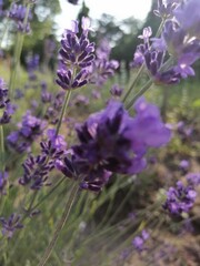 Obraz premium Lavender photo. Lavender background