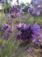 Lavender photo. Lavender background