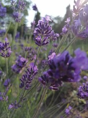 Lavender photo. Lavender background