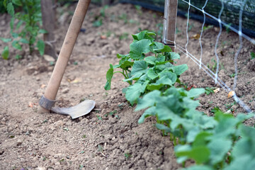 gardening in the garden