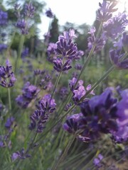 Obraz premium Lavender photo. Lavender background