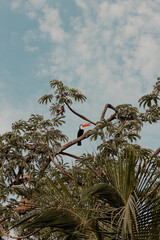 Toucan Perched on a Branch in a Tree