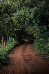 Fototapeta premium Estrada rural com arbustos, caminho de terra da fazenda, Estrada de terra natural