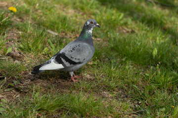 A Majestic Pigeon Gracefully Standing on Fresh, Lush Green Grass in a Beautiful Setting