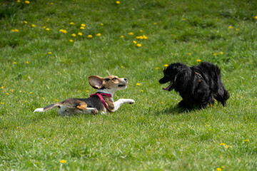 Joyful and Playful Dogs Running in the Park, Embracing Adventure and Freedom Together