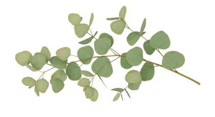 Gentle eucalyptus branch whispers tales of nature s serenity a serene element in organic on transparent background