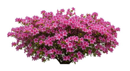 A beautiful azalea bush in full bloom bursting with vibrant pink flowers a promise of spring on transparent background