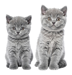 Two Fluffy British Shorthair Kittens with Sparkling Eyes Curiously Staring, Isolated on Transparent Background