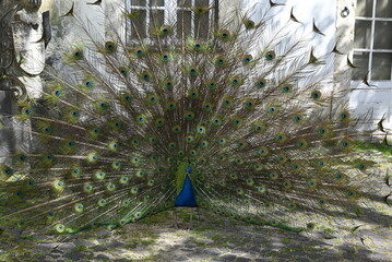 peacock with feathers
