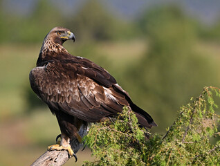 una poderosa aguila real en españa