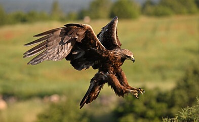 una poderosa aguila real en españa