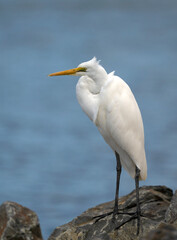 The Eastern Great Egret (Ardea modesta) on a rock with a isolated background.