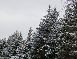 and how it glistened as it fell