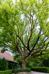A Lush Green Tree with Spreading Branches Gracefully Positioned in an Urban Setting