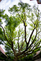 A Majestic Tree Reaching High Towards the Expansive Sky, Displaying Natures Grandeur