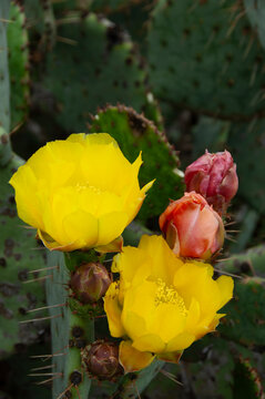 Beavertail Cactus Flowers