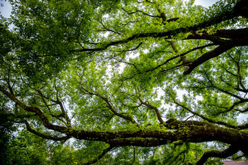 The amazing and lush green tree canopy branches create a beautiful scene in nature
