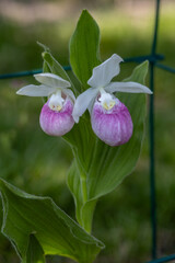 Close up view of a pair of stunning pink and white flower blossoms on a Showy Lady’s Slipper (cypripedium reginae) orchid wildflower plant in an outdoor protective cage