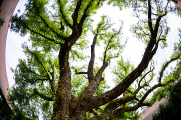 The Majestic Tree Canopy as Viewed from Below in a Lively Urban Setting with Natures Beauty