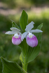 Close up view of a pair of stunning pink and white flower blossoms on a Showy Lady’s Slipper (cypripedium reginae) orchid wildflower plant in a protected outdoor setting