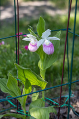 Close up view of a pair of stunning pink and white flower blossoms on a Showy Lady’s Slipper (cypripedium reginae) orchid wildflower plant in an outdoor protective cage