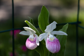 Close up view of a pair of stunning pink and white flower blossoms on a Showy Lady’s Slipper (cypripedium reginae) orchid wildflower plant in an outdoor protective cage