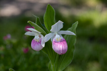 Close up view of a pair of stunning pink and white flower blossoms on a Showy Lady’s Slipper (cypripedium reginae) orchid wildflower plant in a protected outdoor setting
