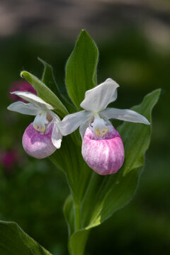 Close up view of a pair of stunning pink and white flower blossoms on a Showy Lady&rsquo;s Slipper (cypripedium reginae) orchid wildflower plant in a protected outdoor setting