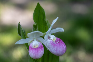 Close up view of a pair of stunning pink and white flower blossoms on a Showy Lady’s Slipper (cypripedium reginae) orchid wildflower plant in a protected outdoor setting