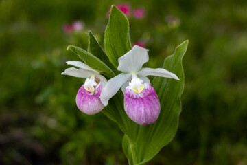 Close up view of a pair of stunning pink and white flower blossoms on a Showy Lady’s Slipper (cypripedium reginae) orchid wildflower plant in a protected outdoor setting