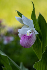 Close up view of a pair of stunning pink and white flower blossoms on a Showy Lady’s Slipper (cypripedium reginae) orchid wildflower plant in a protected outdoor setting