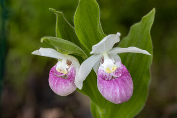 Close up view of a pair of stunning pink and white flower blossoms on a Showy Lady’s Slipper (cypripedium reginae) orchid wildflower plant in a protected outdoor setting