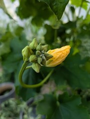 Photo of luffa. Growing luffa background