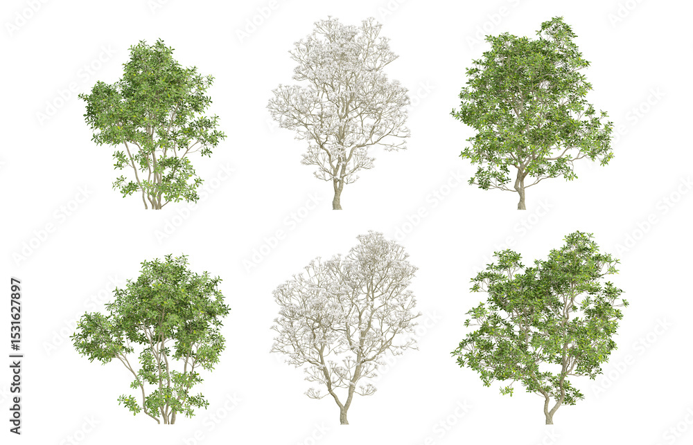 Wall mural 3d trees of magnolia officinalis in different view on transparent background