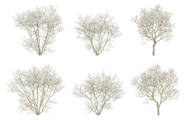 Set of 3d white trees of Magnolia officinalis in different view on transparent background, png illustration