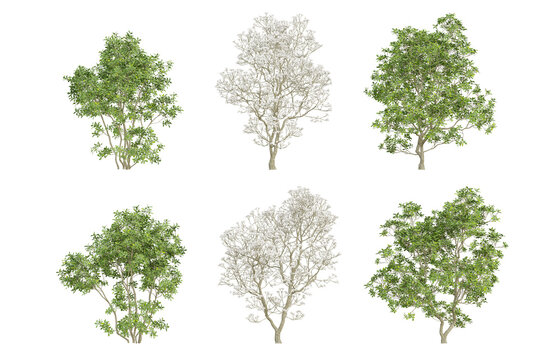 3d trees of Magnolia officinalis in different view on transparent background