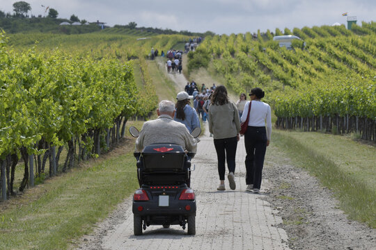 bechtolsheimer weinwanderung 2025