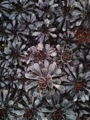 autumn leaves background