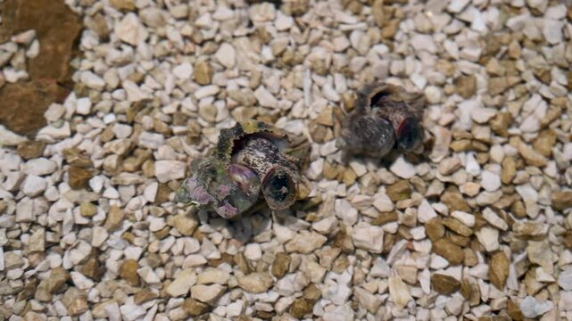 Sea snail in the sea. Hexaplex trunculus underwater. 