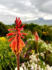 Water droplets falling off of red flower in Cotopaxi, Ecuador