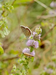 The Adonis blue (Lysandra bellargus, also known as Polyommatus bellargus) is a butterfly in the family Lycaenidae. Lazio region, Italy