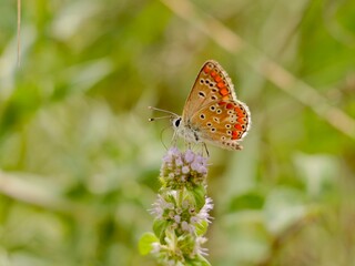 The Adonis blue (Lysandra bellargus, also known as Polyommatus bellargus) is a butterfly in the family Lycaenidae. Lazio region, Italy